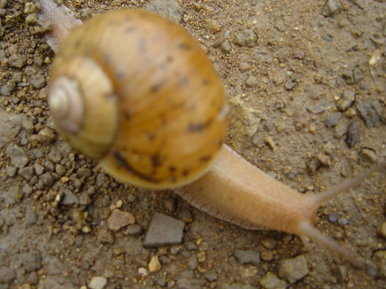 Snail me
