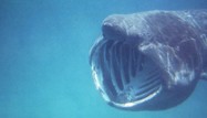 Basking Shark by Kernow Seb