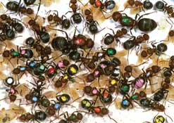 Picture caption: Ponerine ants marked with coloured spots so researchers could track their complex interactions. Photo: Bert Hölldobler