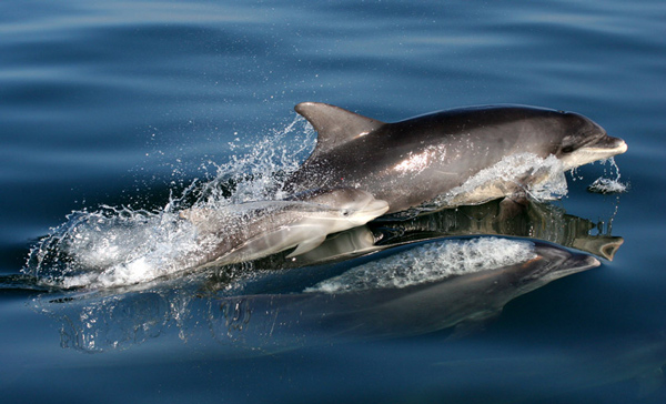 Dolphins on Display