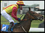 Racehorse at York Racecourse