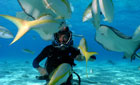 Steve and fish in the Cayman Islands © BBC
