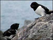 Little auks, Svalbard