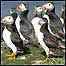 Group of Puffins c/o William Shiel
