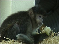 One of the 88 monkeys now safely at Monkey World