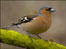 Chaffinch