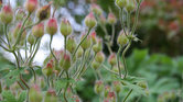 A plant