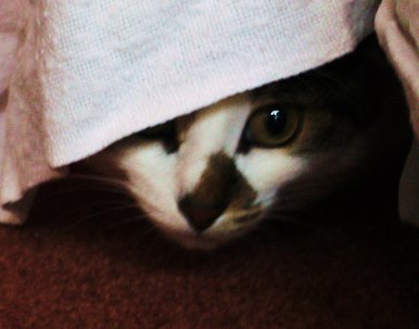 My cat
