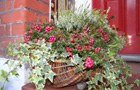 Winter pots