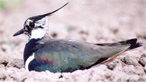 A lapwing