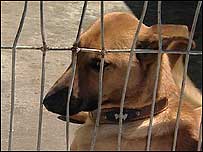 Dog in Spanish dog pound