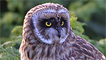 Short eared owl on Skomer by Pete Walkden