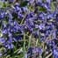 Bluebells