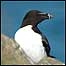 Sea bird