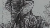 Elephants
