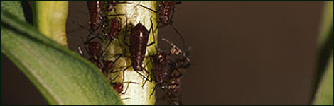 Aphids