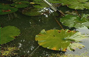 pond with waterlilies