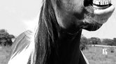 Neigh