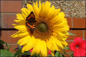 sunflower