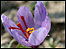 Crocus
