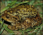 Mating toads