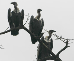 White backed vultures in tree