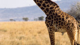 The little giraffe...