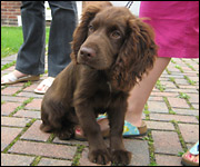 Cocker spaniel puppy