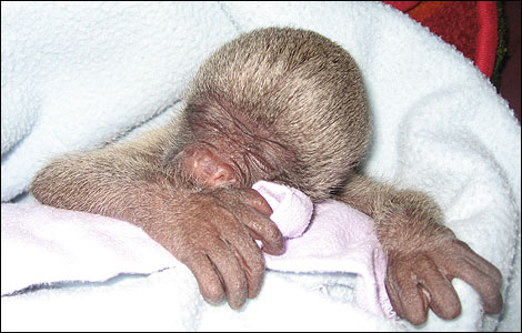 A baby Woolly Monkey 