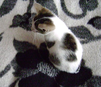 The camouflaged cat