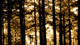 Wood For The...