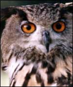 Owl