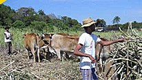 Gaúcho with his cattle