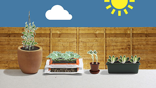 A large pot with a teepee of canes, growbag with courgette and containers with salad leaves and carrots growing.