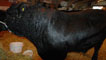 Day 2 - An enormous Welsh Black makes its presence felt in the cattle enclosure.