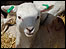 lamb