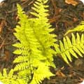 Dryopteris filix-mas