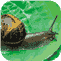 Snails