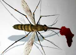 mosquito