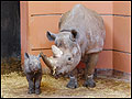 Black rhino Sita and her calf