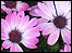 The Smile Garden