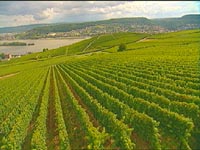 Vineyards