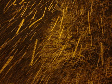 Snow Is Falling