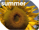 Summer screensaver
