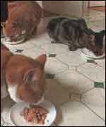 Cats eating