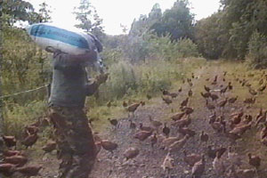  Mike feeds his pheasants