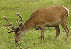 stag