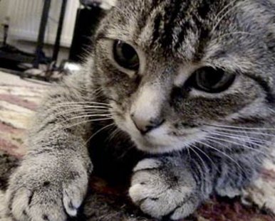 My Cat Scrippy