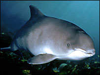 A harbour porpoise