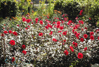 Dahlias